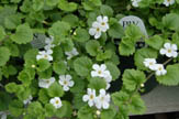 Giant Snowflake Bacopa